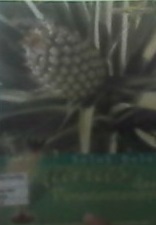 Seluk Beluk Nanas dan Penanamannya